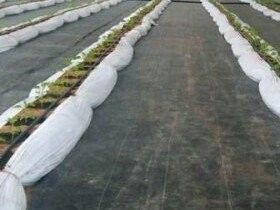 Kain Geotekstil Pengendapan PET untuk Pemupukan dan Pengendapan Air